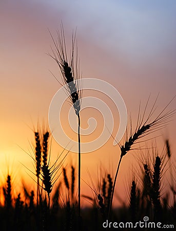 Ripe wheat at sunset Stock Photo