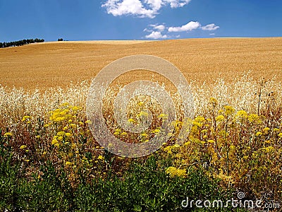 Ripe wheats with blue sky Stock Photo