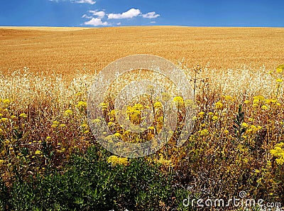 Ripe wheats with blue sky Stock Photo