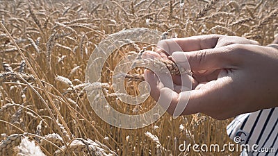 Ripe wheats, grain wheats check for ripeness Stock Photo