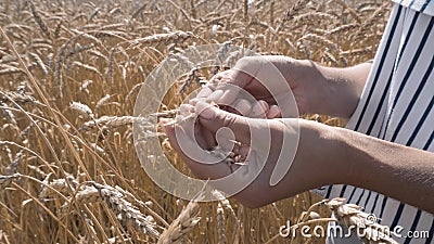 Ripe wheats, grain wheats check for ripeness Stock Photo