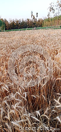 Ripe wheats plant sky tree landscape agriculture Stock Photo