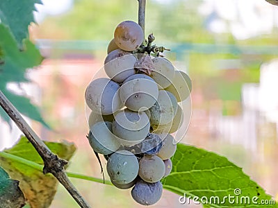Ripe white muscat wine grapes grow on the bushes. Bunches of wine grapes are ready for harvest Stock Photo