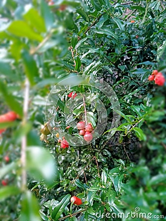 Ripe wild cherries sweet cherry tree branch. Summer, juicy sweet berries. Stock Photo