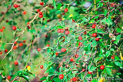 Berries of a dogrose on a bush Stock Photo