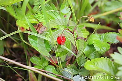 Ripe wild strawberry in summer forest. Stock Photo