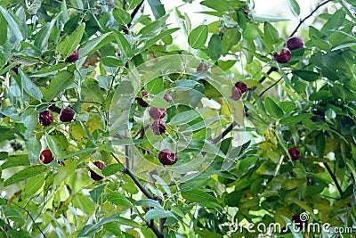Ripe wild wild jujubes hang on the branches in late autumn. Stock Photo