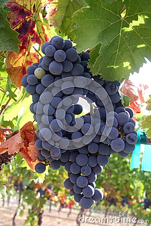 Ripe Wine Grapes Stock Photo