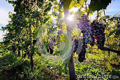 Ripe wine grapes on vines in Tuscany, Italy. Stock Photo