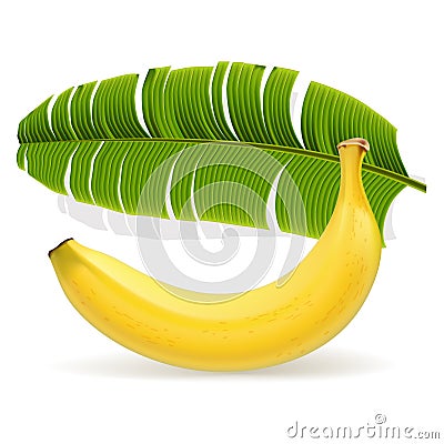 Ripe yellow banana with leaf Vector Illustration