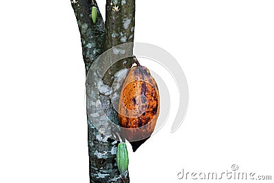 Ripe yellow cacao pod on tree isolated on white background. Stock Photo