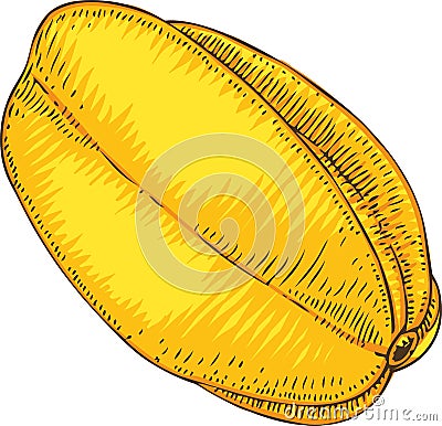 Ripe Yellow Carambola Vector Illustration