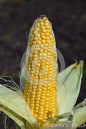 Ripe yellow corn uncovered on the cob under the sunlight at garden Stock Photo