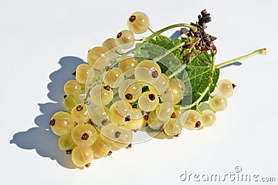 Ripe yellow currant berries lie on white paper outdoor macro Stock Photo