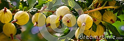 Ripe yellow gooseberries. Gooseberry fruit plant close up. Summer berries banner. Stock Photo
