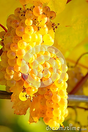 Ripe Yellow Grape In Vineyard In Autumn Stock Photo