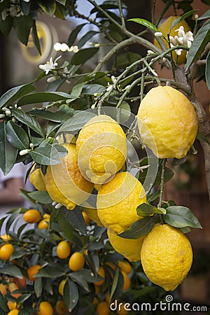 Ripe yellow lemons on the branch. Potted plant Stock Photo