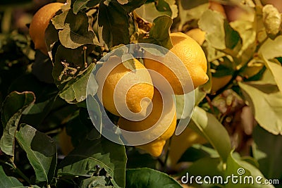 Branch with lemons close-up Stock Photo