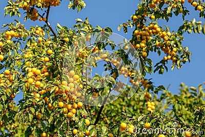 Ripe yellow mirabelle plums Prunus domestica syriaca on tree branches Stock Photo