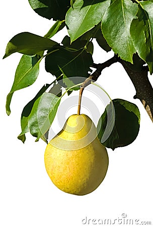 Ripe yellow pear on a branch Stock Photo