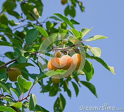 Ripe yellow plum Stock Photo