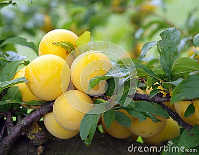 Ripe Yellow Plums Stock Photo