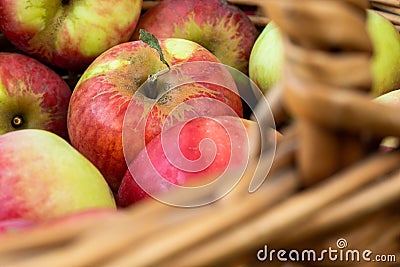 Ripe yellow-red apples. Harvest apples. Juicy apples in a wicker basket Stock Photo