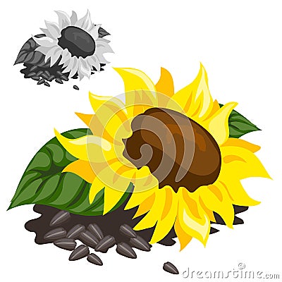 Ripe yellow sunflower with black seeds Vector Illustration