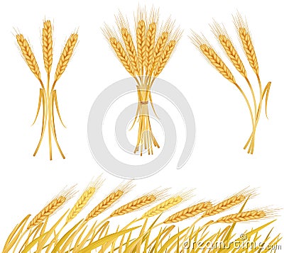 Ripe yellow wheat ears, agricultural Vector Illustration