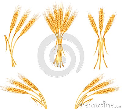 Ripe yellow wheat ears, agricultural Vector Illustration
