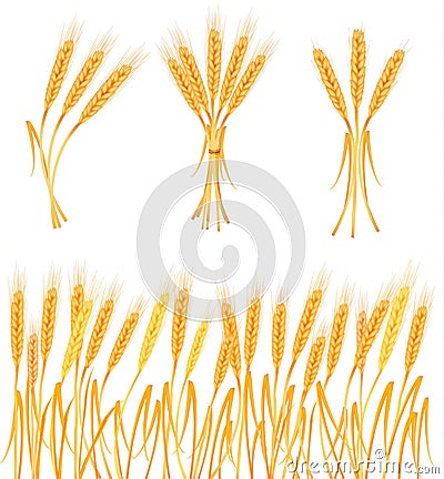 Ripe yellow wheat ears, agricultural vector Vector Illustration