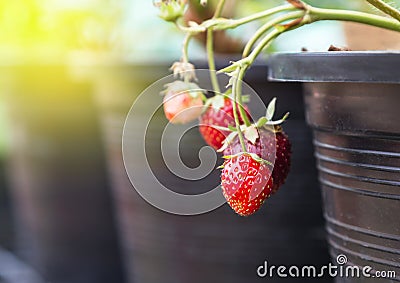 Ripe young strawberries on tree in black plastic pot Stock Photo