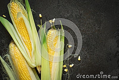 Ripe young sweet corn cob with leaves on black concrete background, copy space Stock Photo