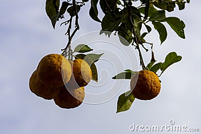 Ripe Yuzu fruits ripening on a tree Stock Photo