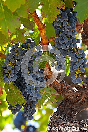 Ripe Znfandel grape clusters on gnarled grape vine Stock Photo