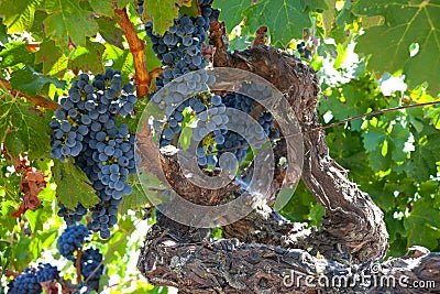 Ripe Znfandel grape clusters on gnarled grape vine Stock Photo