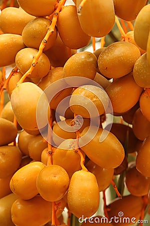 Riped yellow dates Stock Photo