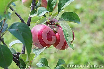 Riped, fine, red apple on the tree Stock Photo