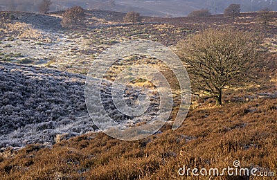 Riped heathland near the Posbank Stock Photo