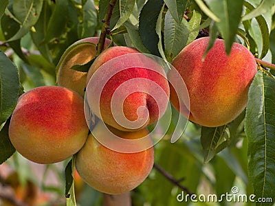 Riped juicy peaches on the tree just before harvest Stock Photo