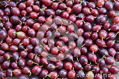 Riped red gooseberries as a background picture just after the harvest. Stock Photo