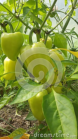 So ripen bell pepper Stock Photo