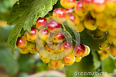 Ripen bunches of berries Stock Photo