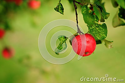 Ripen green apple fruiter Stock Photo