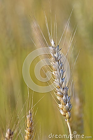 Ripen pod of wheat at an indian farm Stock Photo
