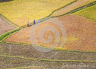 Ripen rice terraced fields at harvest time in Mu Cang Chai, Vietnam. Editorial Stock Photo