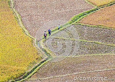 Ripen rice terraced fields at harvest time in Mu Cang Chai, Vietnam. Editorial Stock Photo