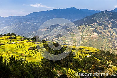 Ripen rice terraces in Ha Giang, Vietnam. Stock Photo