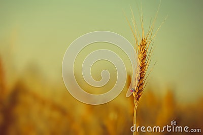 On ripened earing yellow dry wheat crawling ladybug on a field Stock Photo