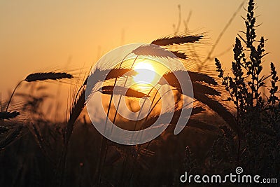 Ripened grain ready for harvest Stock Photo